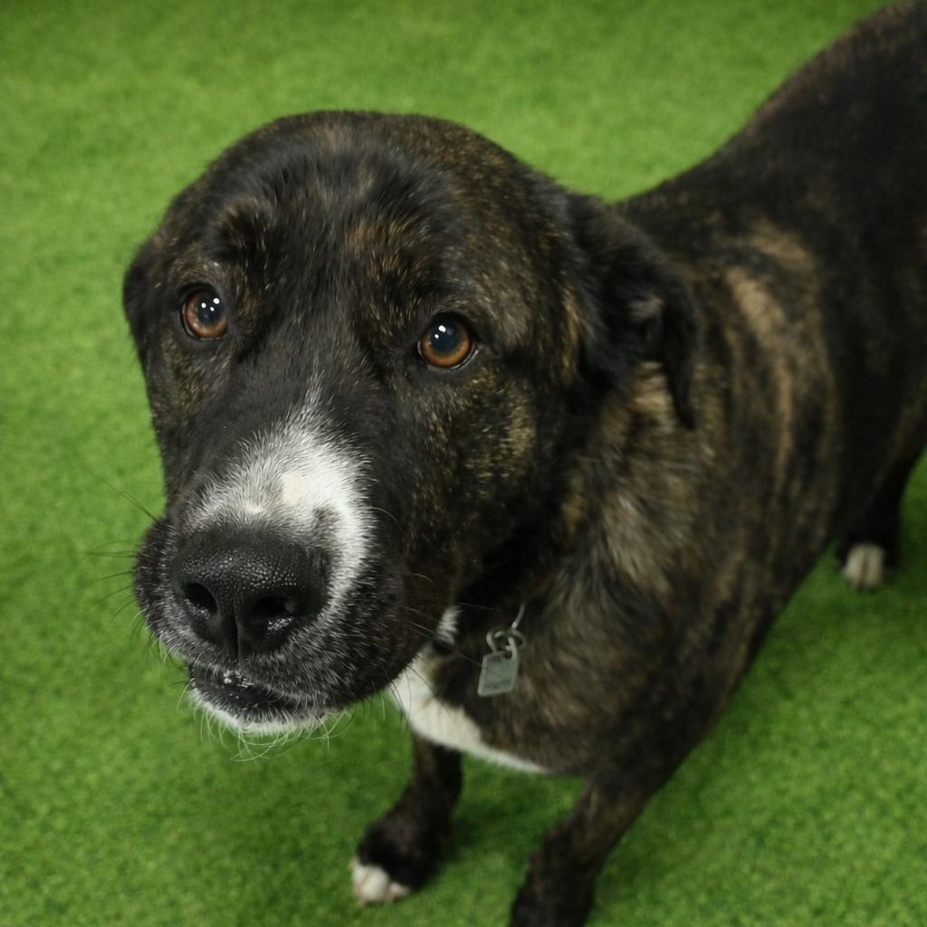 Enlarge Sirius, a Adoptable Mixed Breed in Beckley, WV image 1/2