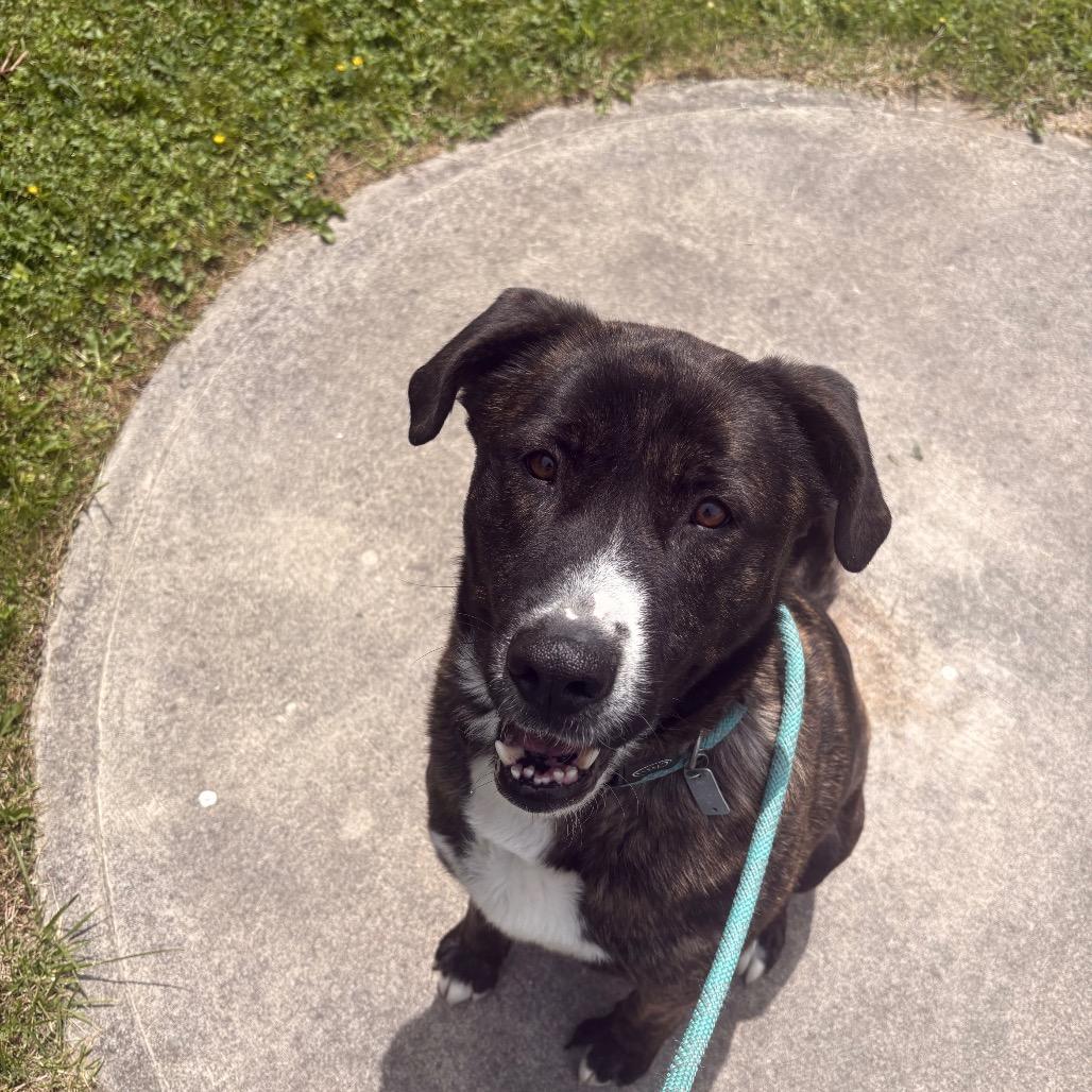 Sirius, a Adoptable Mixed Breed in Beckley, WV image 2/4