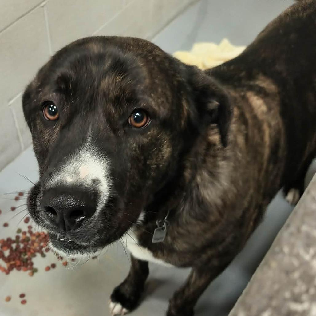 Enlarge Sirius, a Adoptable Mixed Breed in Beckley, WV image 2/2