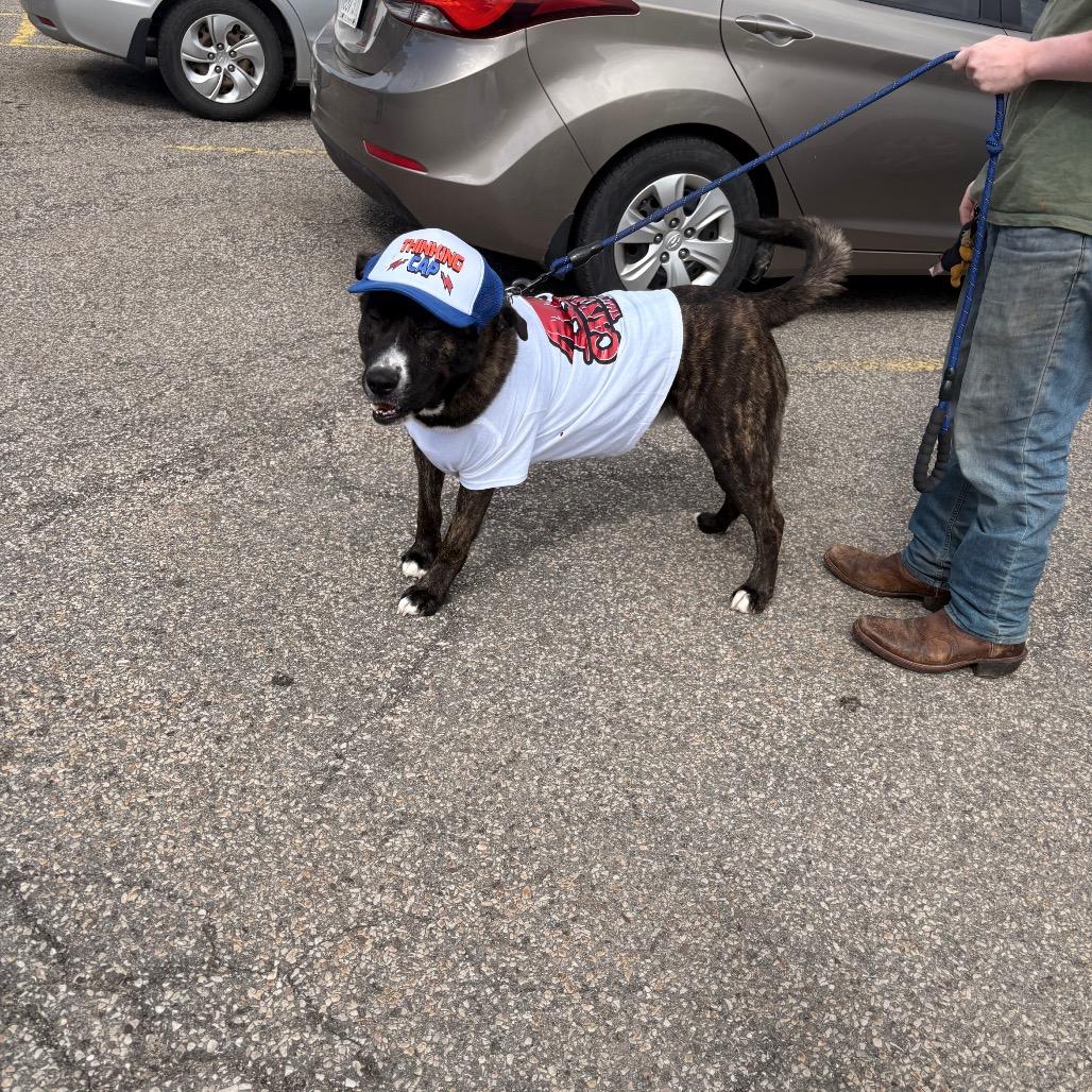 Sirius, a Adoptable Mixed Breed in Beckley, WV image 4/4