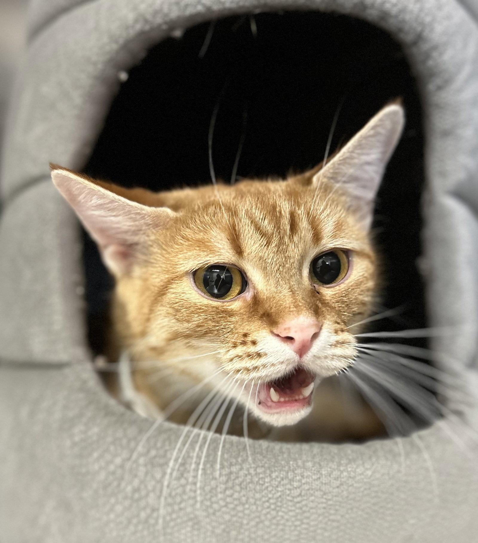 Enlarge Bailey, a Adoptable Domestic Short Hair in Arlington, VT image 1/3