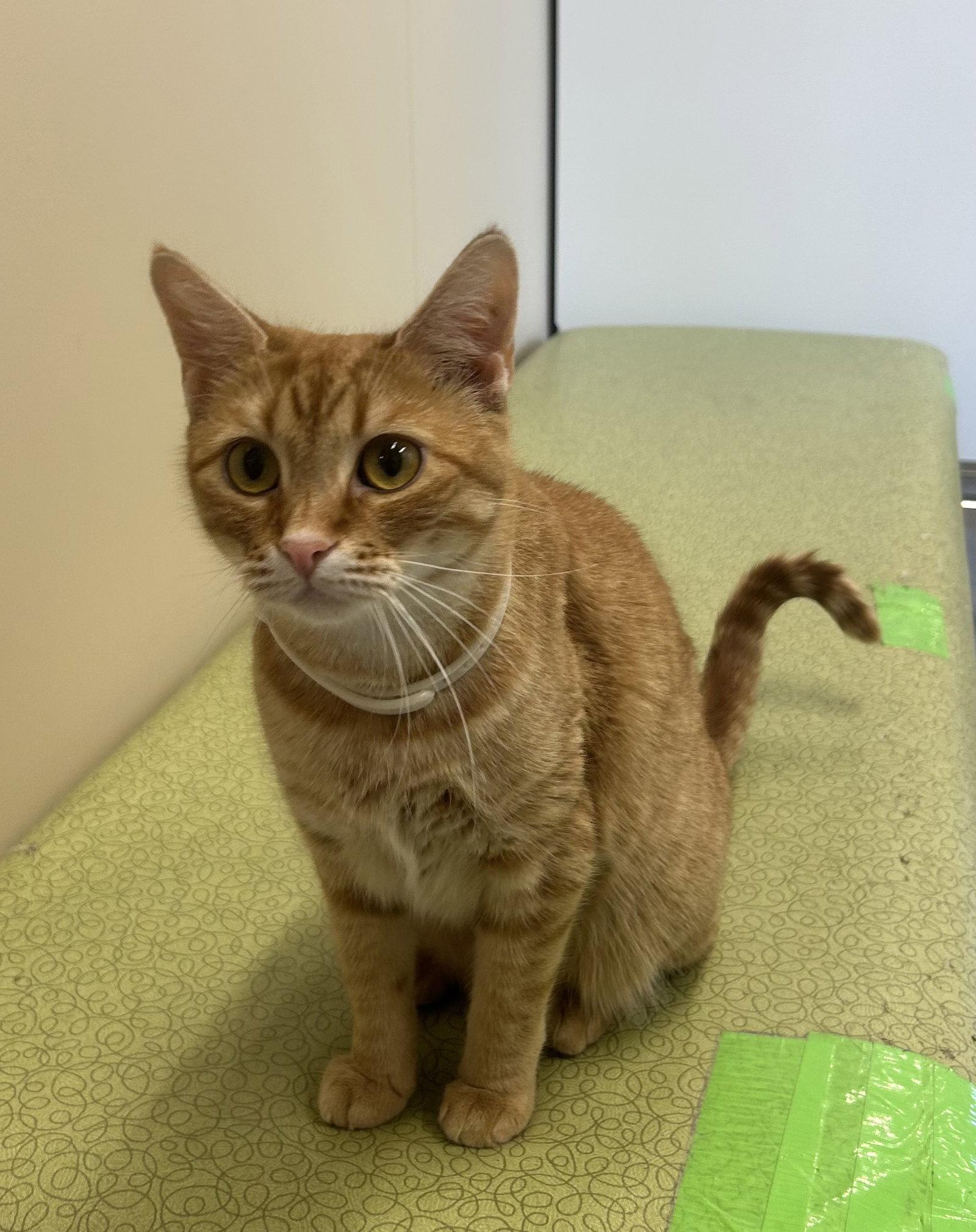 Bailey, Adoptable, Adult Female Domestic Short Hair.