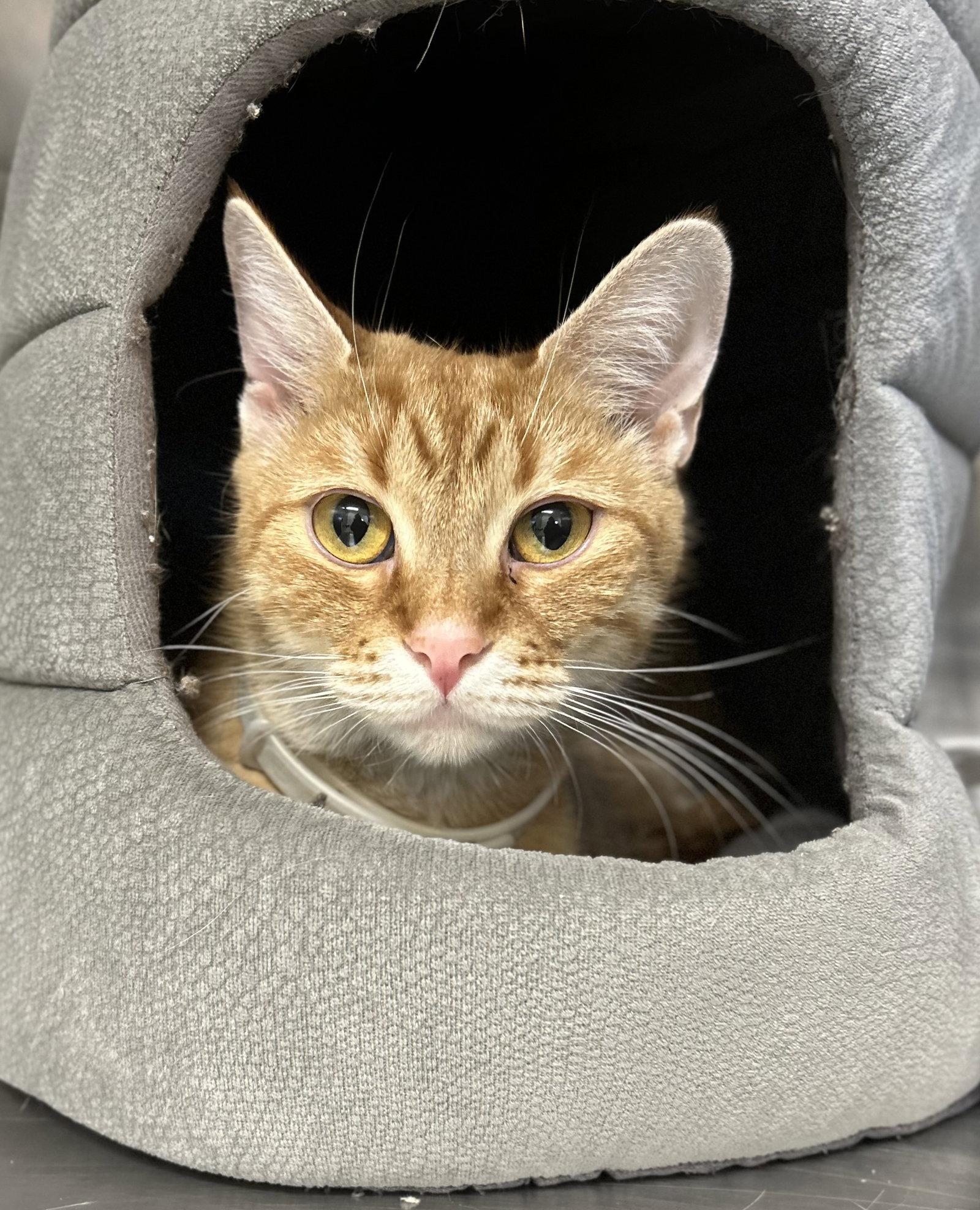 Enlarge Bailey, a Adoptable Domestic Short Hair in Arlington, VT image 2/3