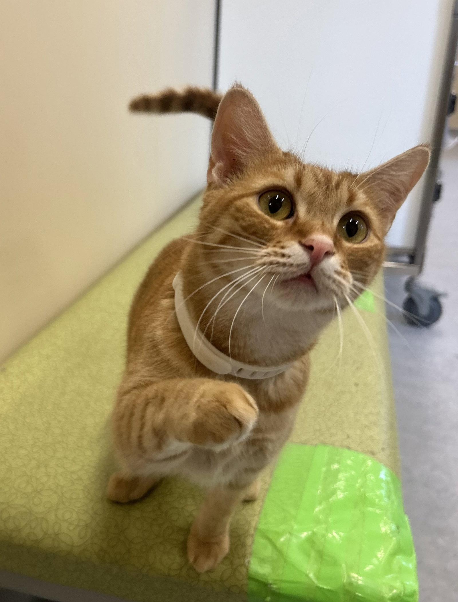 Bailey, a Adoptable Domestic Short Hair in Arlington, VT image 2/2