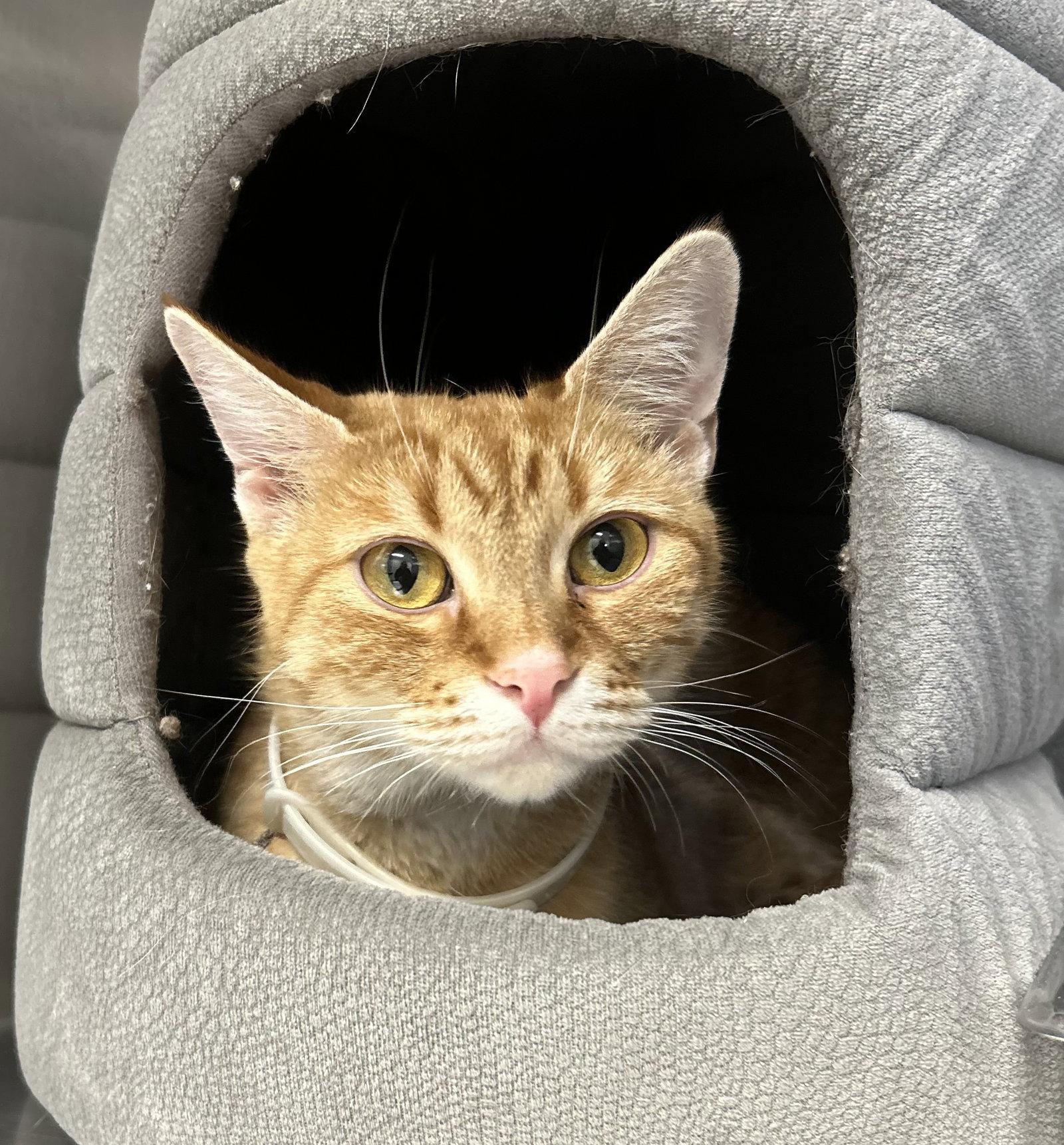 Enlarge Bailey, a Adoptable Domestic Short Hair in Arlington, VT image 3/3