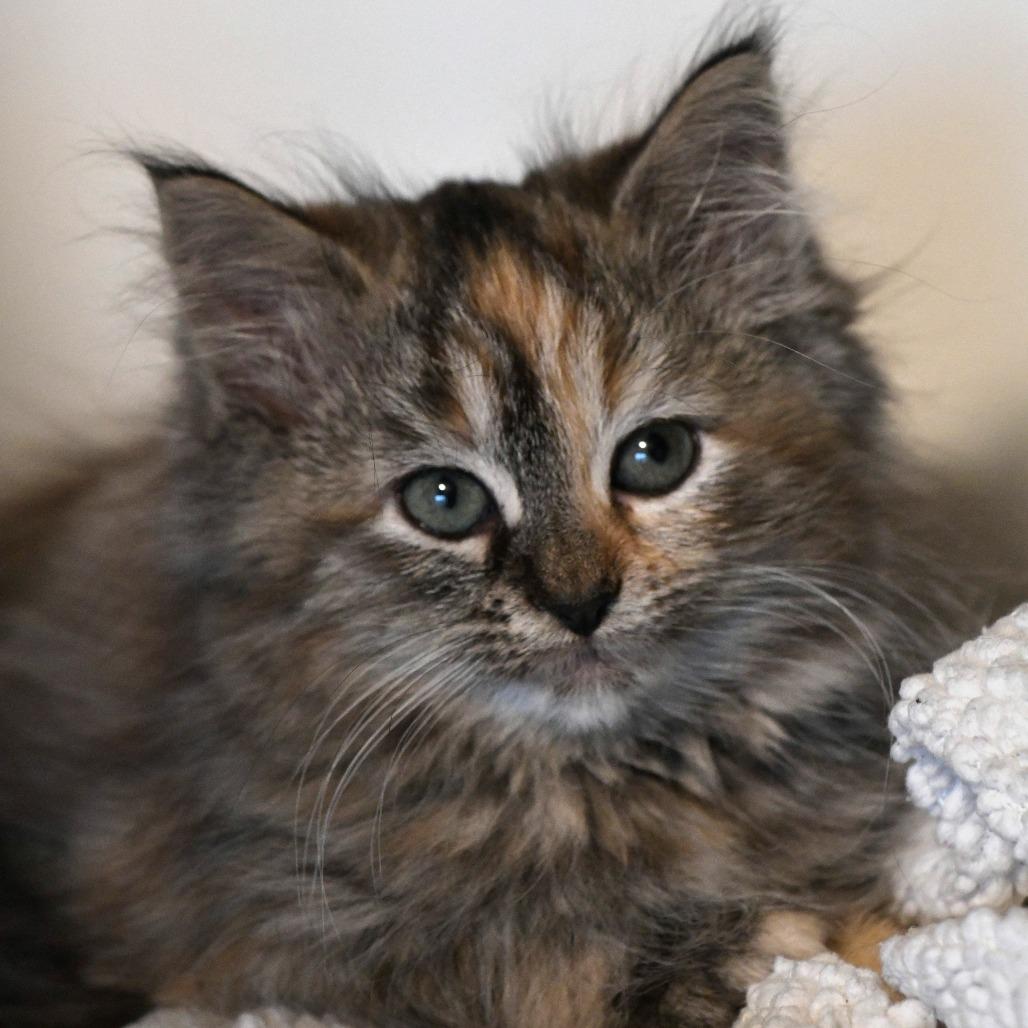 Bubbles — thumbnail 2