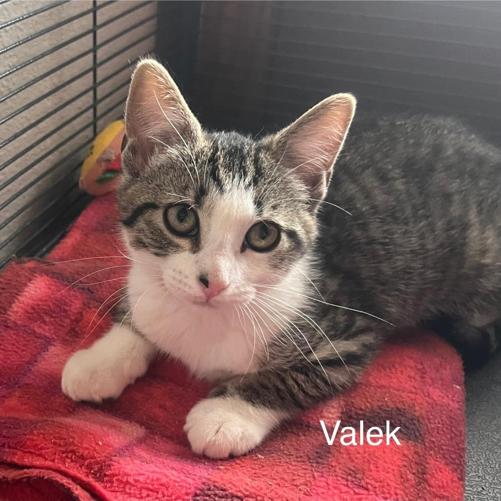Enlarge Valek, a Adoptable Domestic Short Hair in Hanna City, IL image 1/2