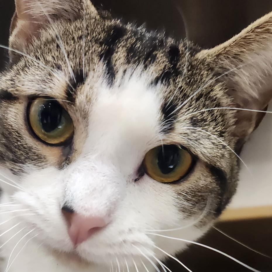Enlarge Valek, a Adoptable Domestic Short Hair in Hanna City, IL image 3/3