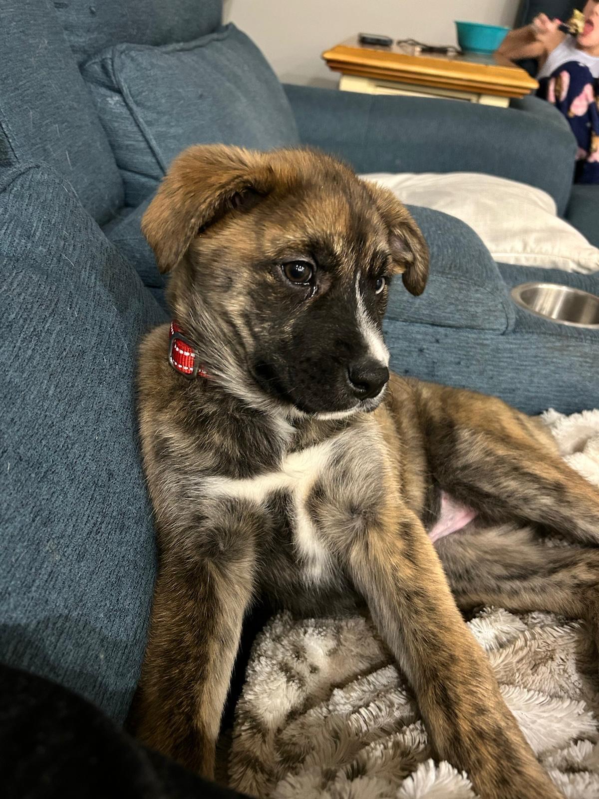 Enlarge Gingerbread, a ADOPTABLE mixed breed in Newmarket, ON image 4/6