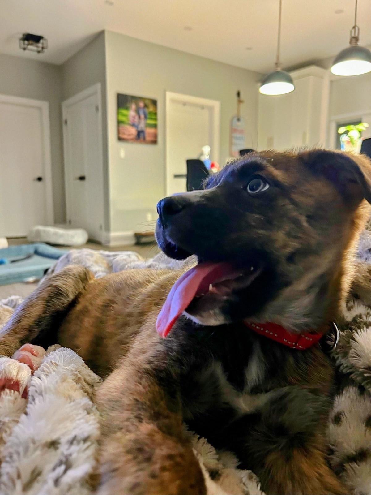 Enlarge Gingerbread, a ADOPTABLE mixed breed in Newmarket, ON image 3/6