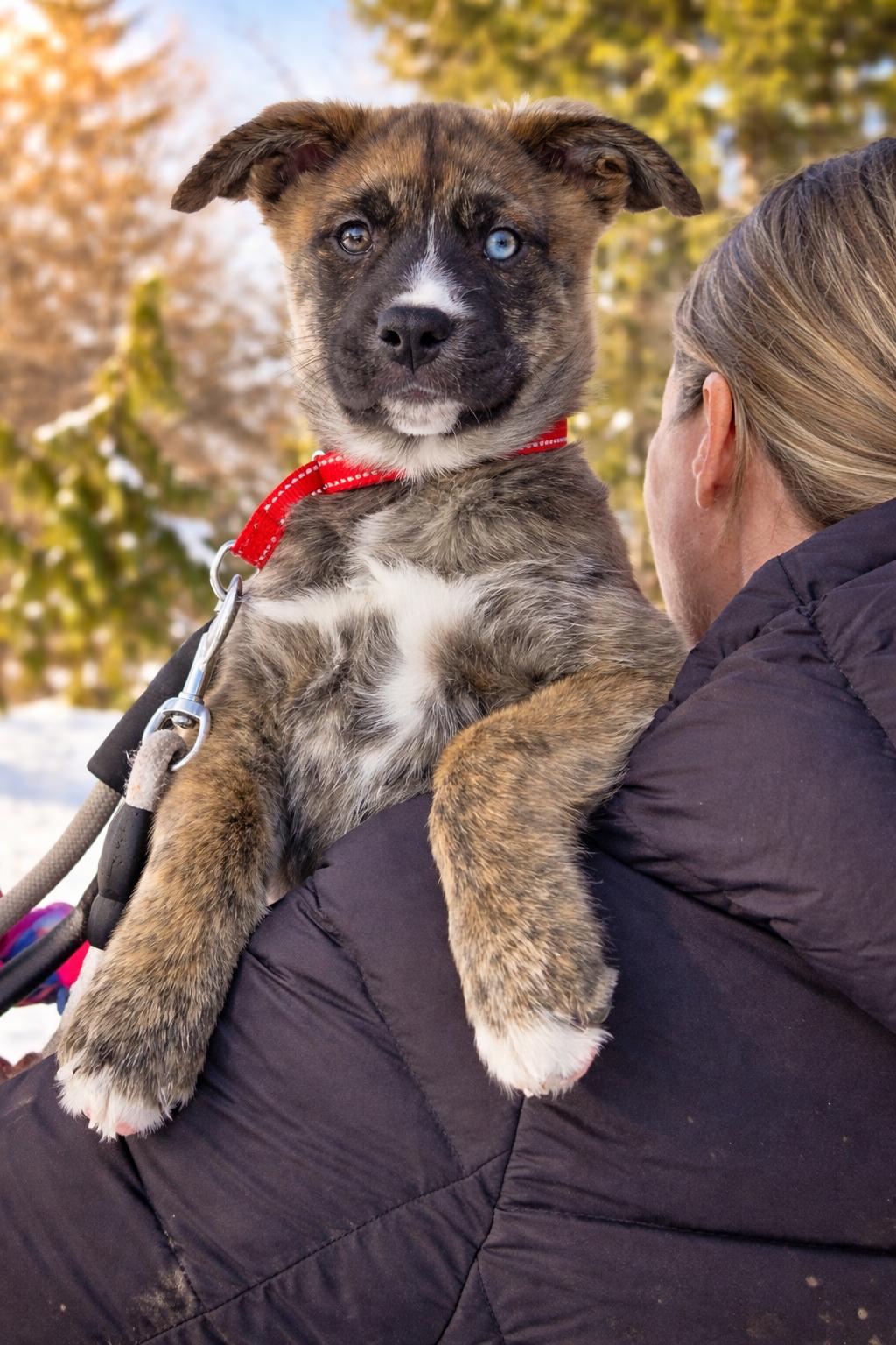 Gingerbread, ADOPTABLE, Puppy Female Boxer & Husky.