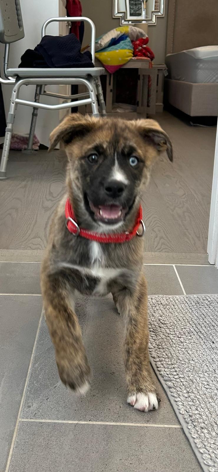 Enlarge Gingerbread, a ADOPTABLE mixed breed in Newmarket, ON image 6/6