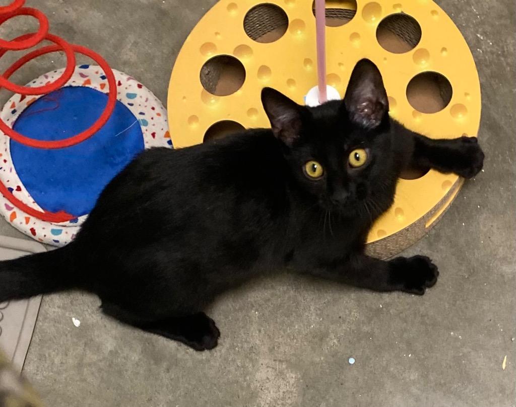 Jill, Adoptable, Young Female Domestic Short Hair.