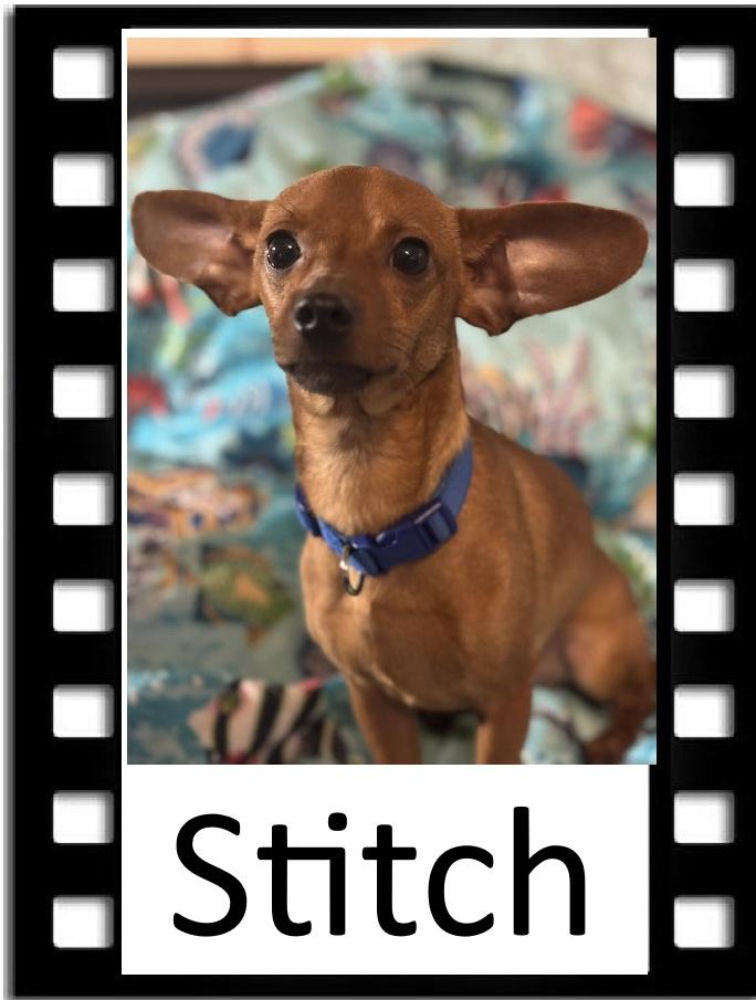 Stitch, ADOPTABLE, Young Male Dachshund.