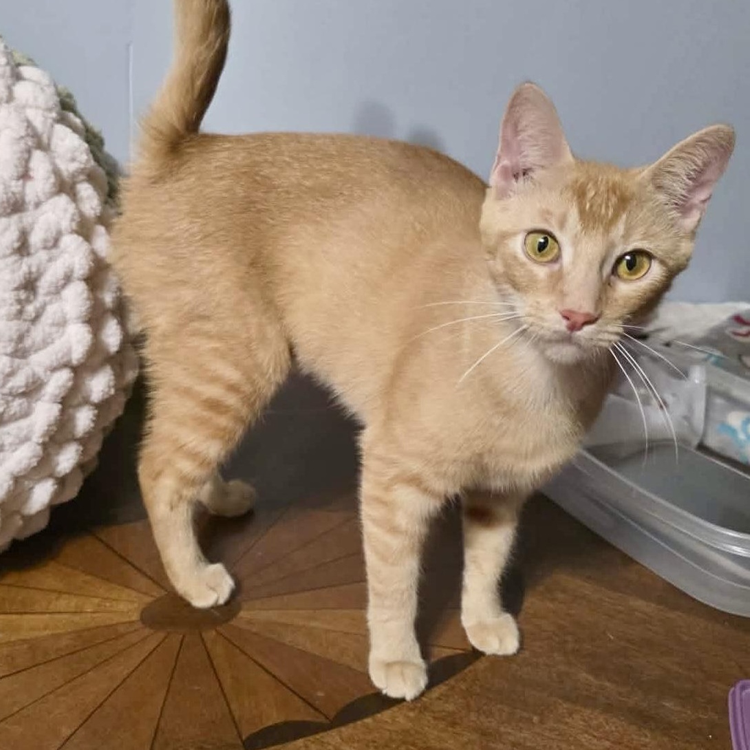 Marigold, a Adoptable Domestic Short Hair in East Amherst, NY image 1/5