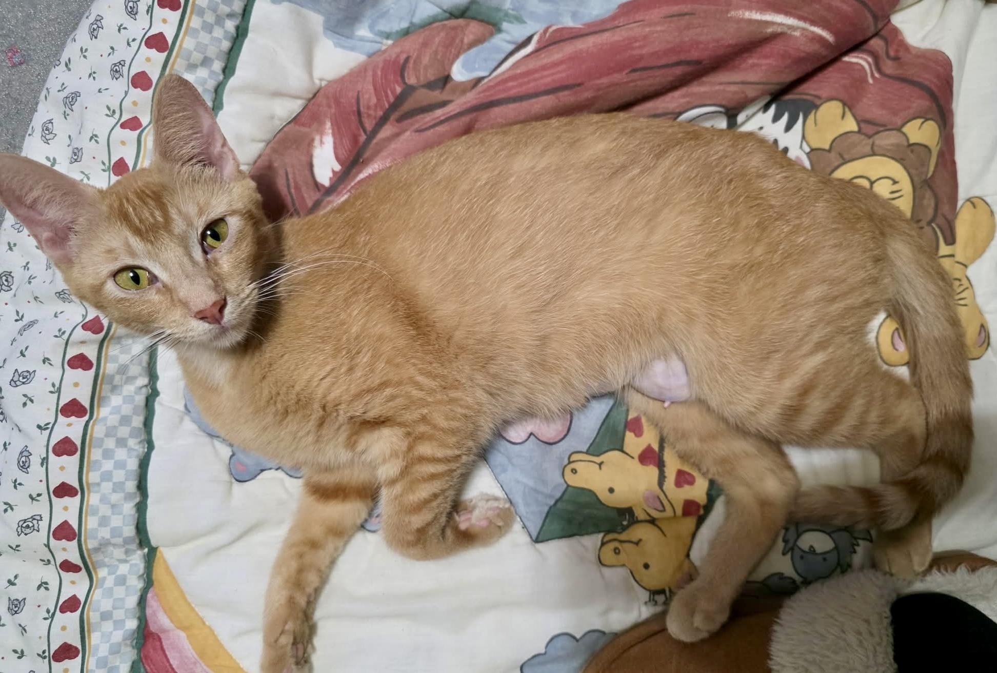 Marigold, a Adoptable Domestic Short Hair in East Amherst, NY image 2/5