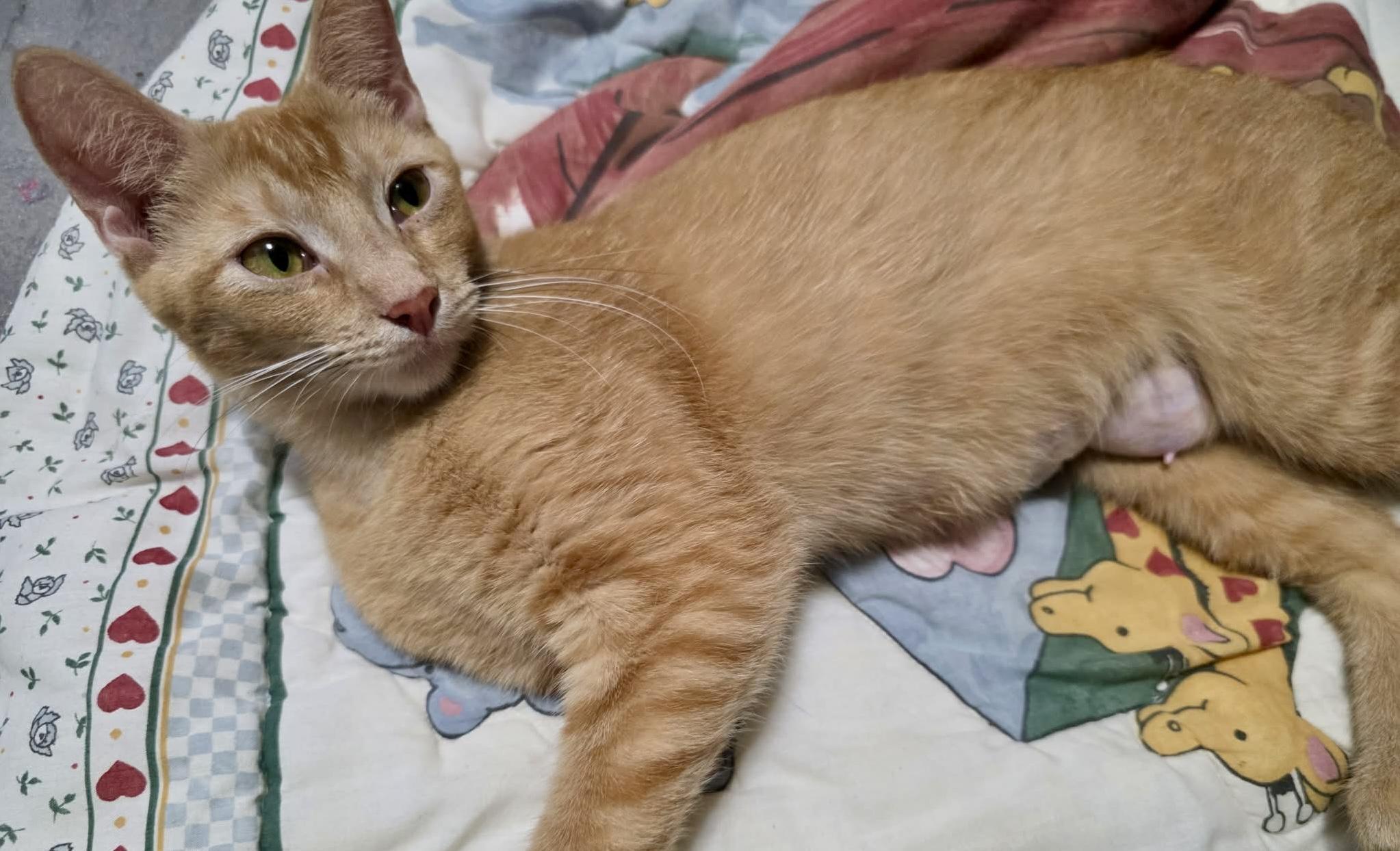 Marigold, a Adoptable Domestic Short Hair in East Amherst, NY image 3/5