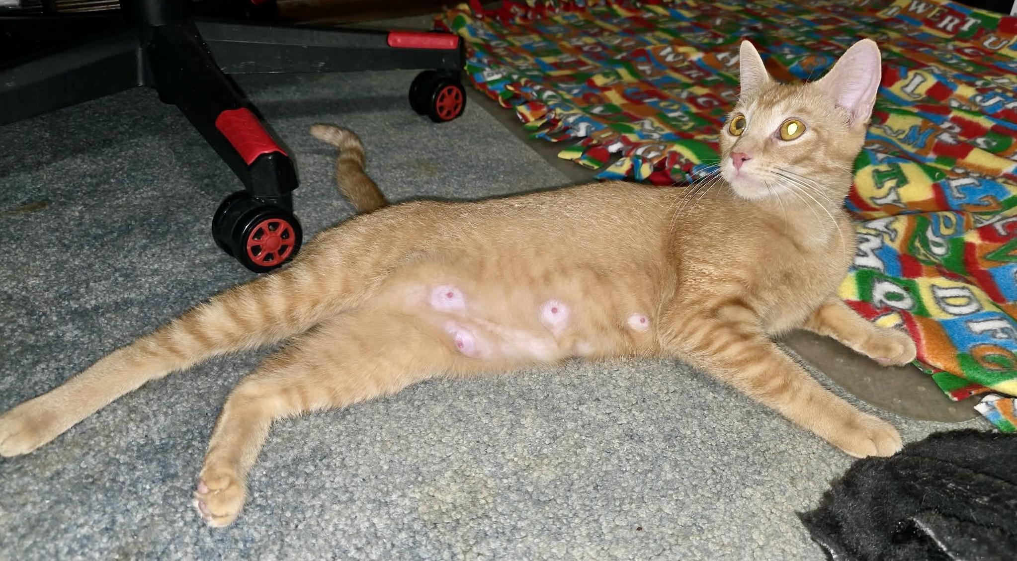 Marigold, a Adoptable Domestic Short Hair in East Amherst, NY image 4/5
