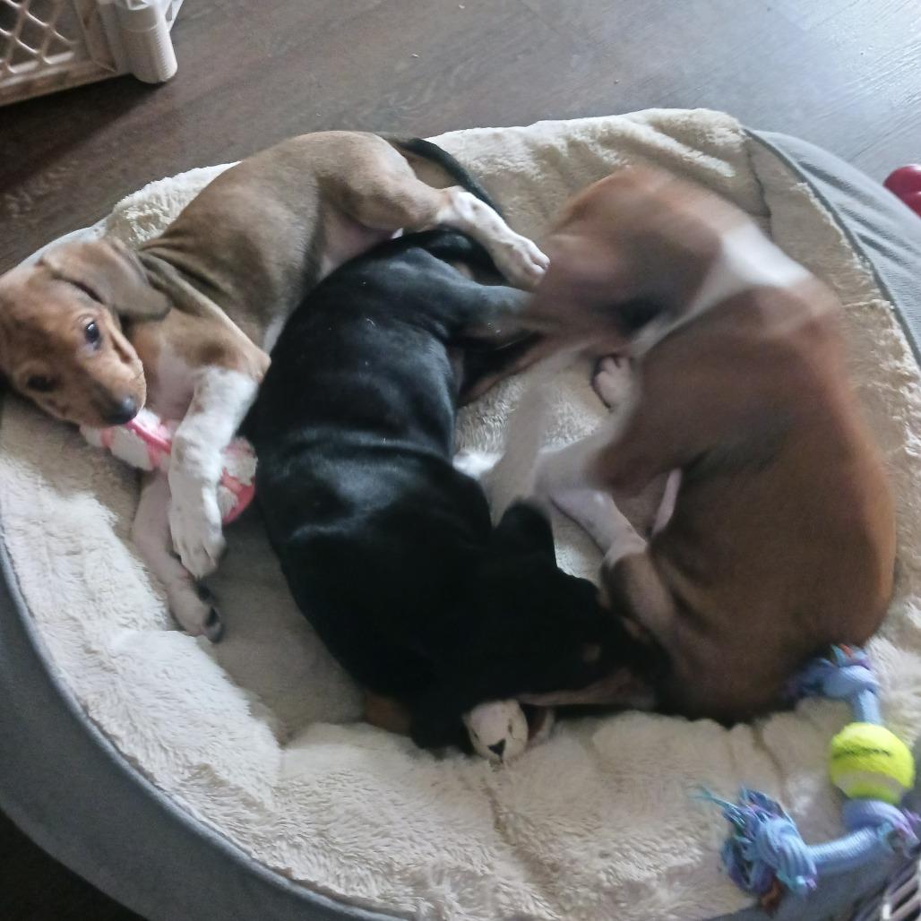 Enlarge Homefry-ADOPTION PENDING, a Adoptable mixed breed in South Burlington, VT image 1/6