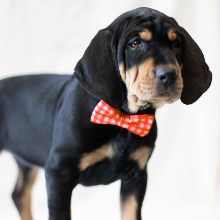 Enlarge Homefry-ADOPTION PENDING, a Adoptable mixed breed in South Burlington, VT image 2/6