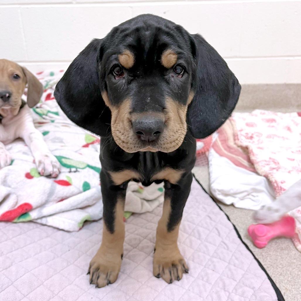 Enlarge Homefry-ADOPTION PENDING, a Adoptable mixed breed in South Burlington, VT image 3/6