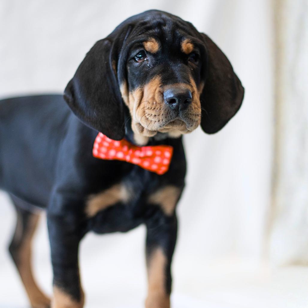 Enlarge Homefry-ADOPTION PENDING, a Adoptable mixed breed in South Burlington, VT image 4/6