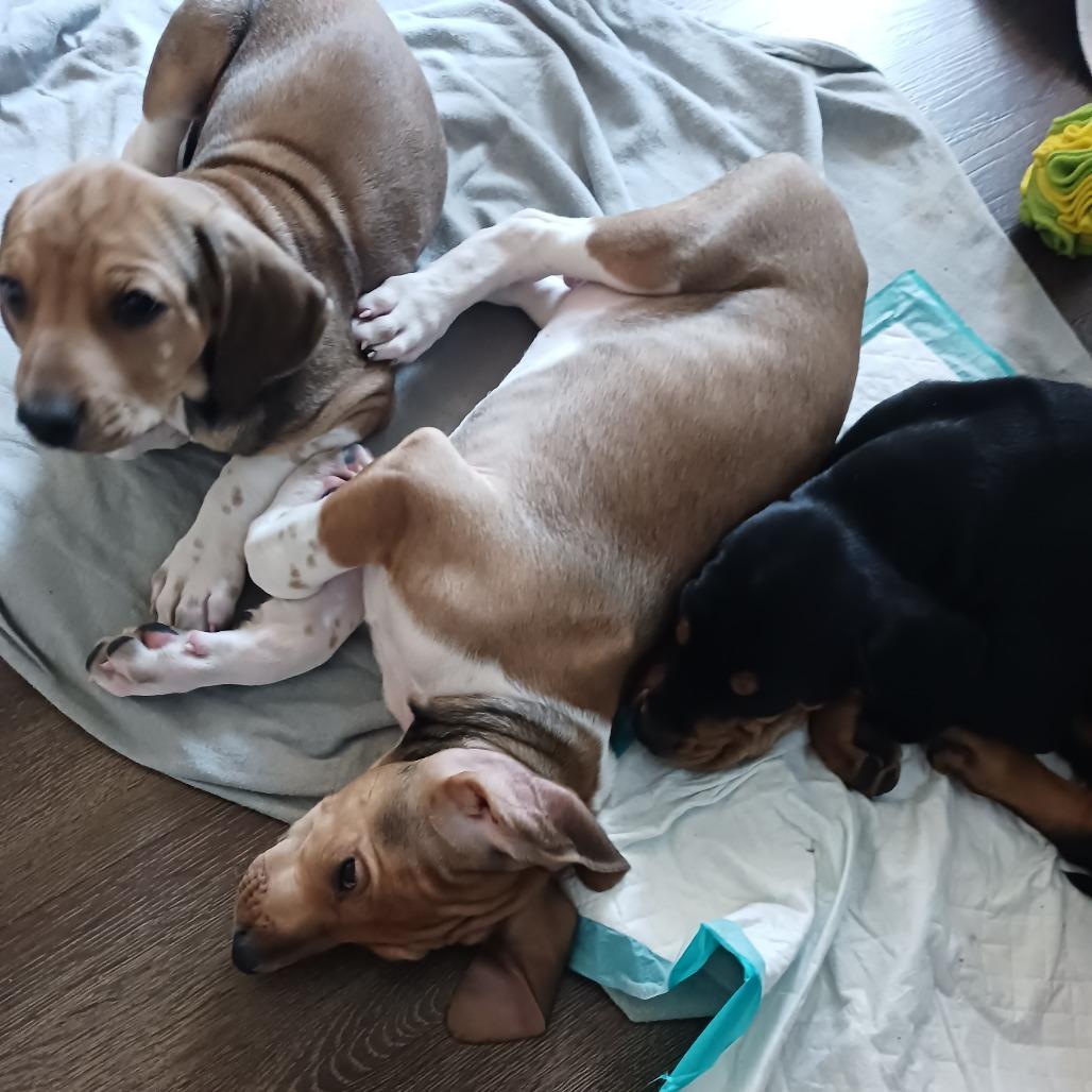 Enlarge Homefry-ADOPTION PENDING, a Adoptable mixed breed in South Burlington, VT image 5/6