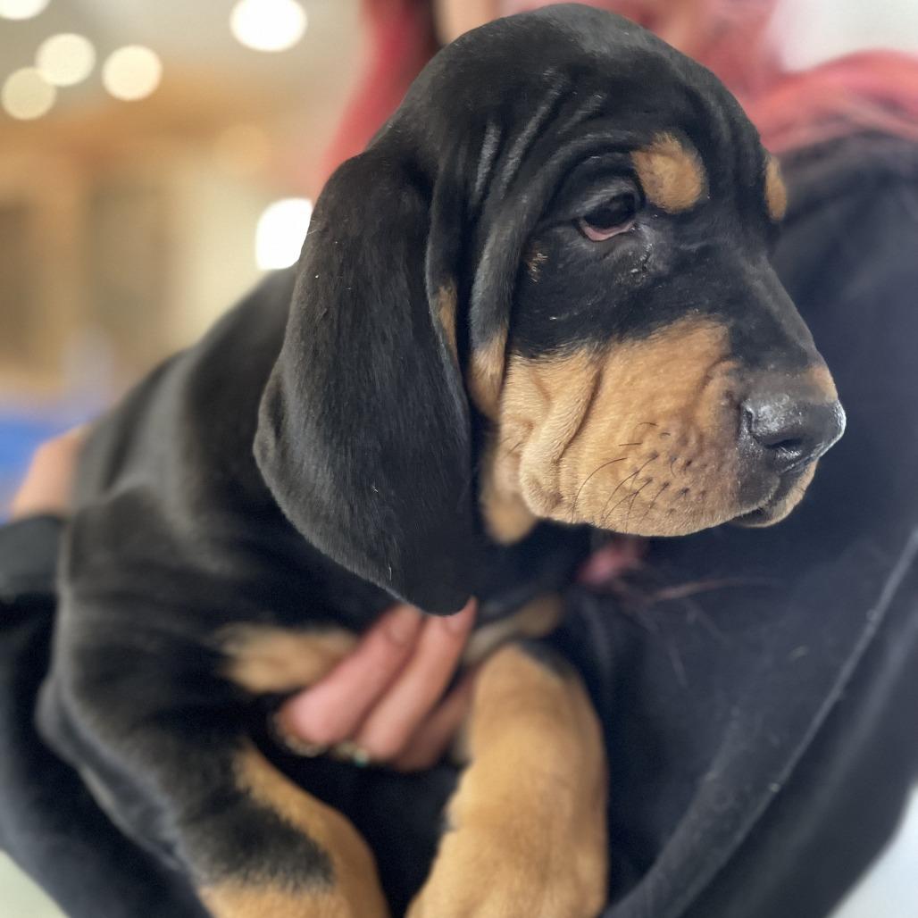 Enlarge Homefry-ADOPTION PENDING, a Adoptable mixed breed in South Burlington, VT image 6/6