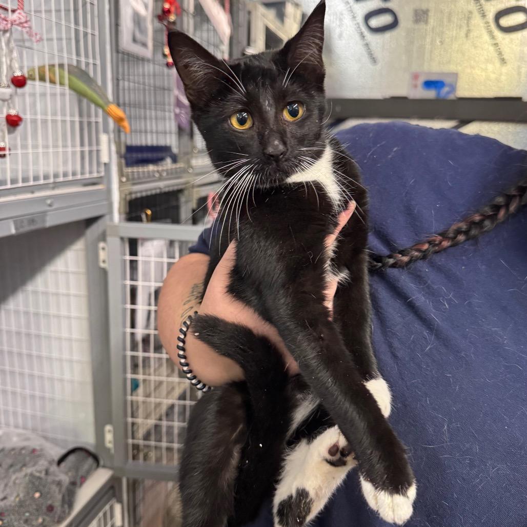 Ice age, Adoptable, Kitten Female Domestic Short Hair.