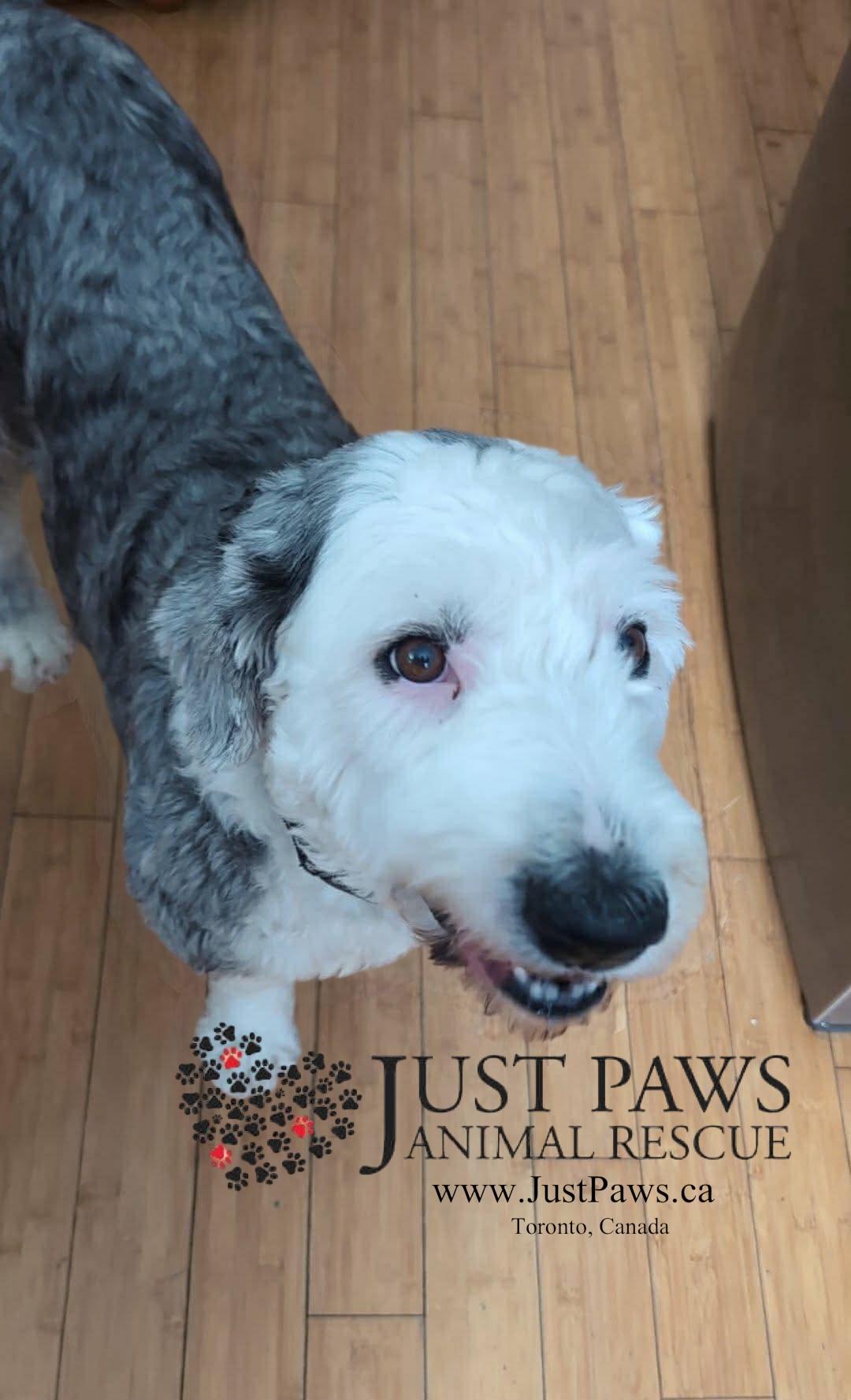 DAISY, ADOPTABLE, Adult Female Old English Sheepdog.