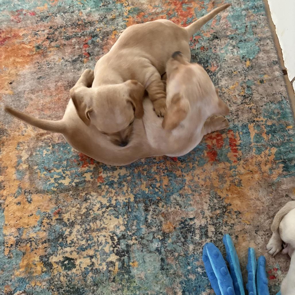 Pepper, Adoptable, Puppy Male Dachshund.