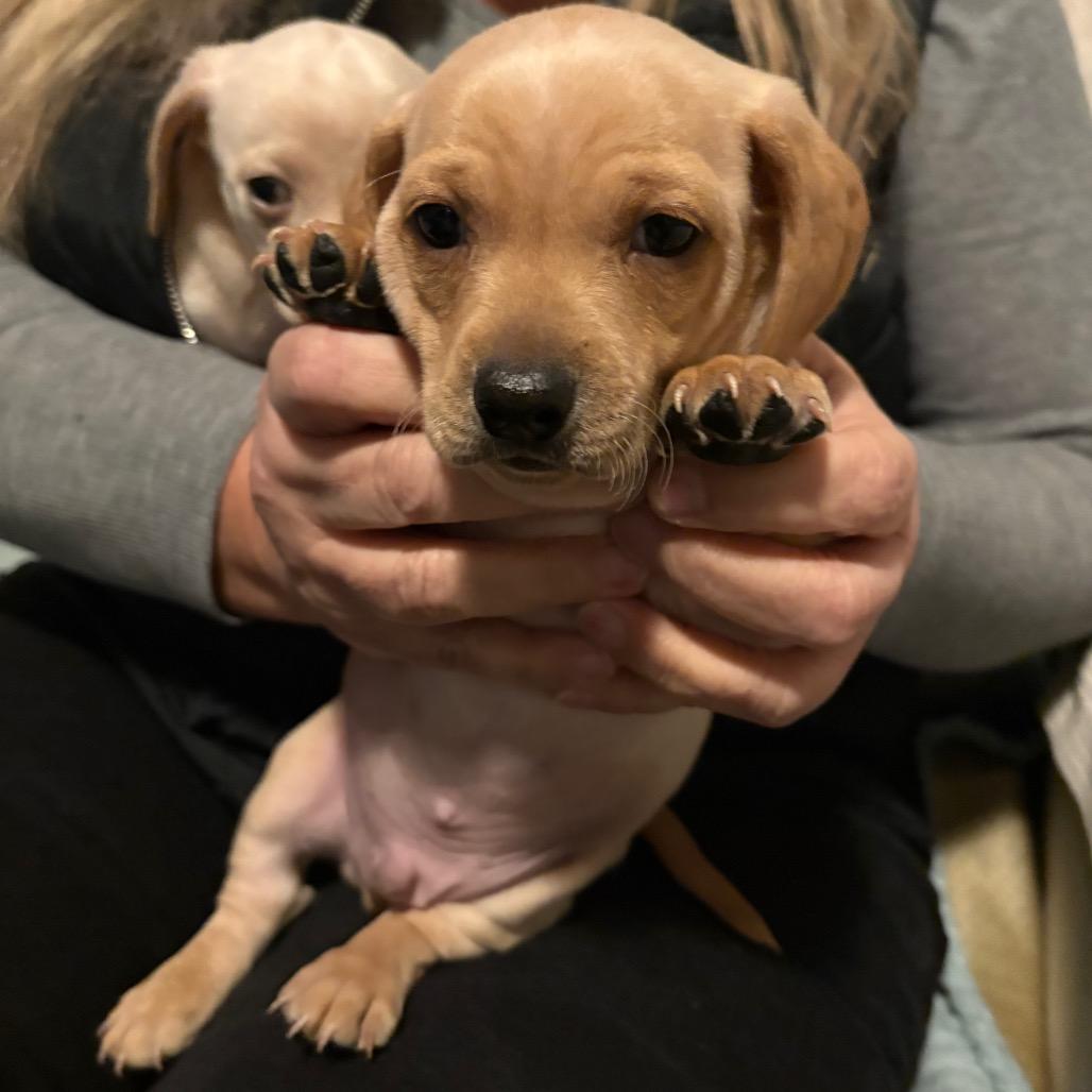 Enlarge Pepper, a Adoptable Dachshund in Lakehead, CA image 2/6