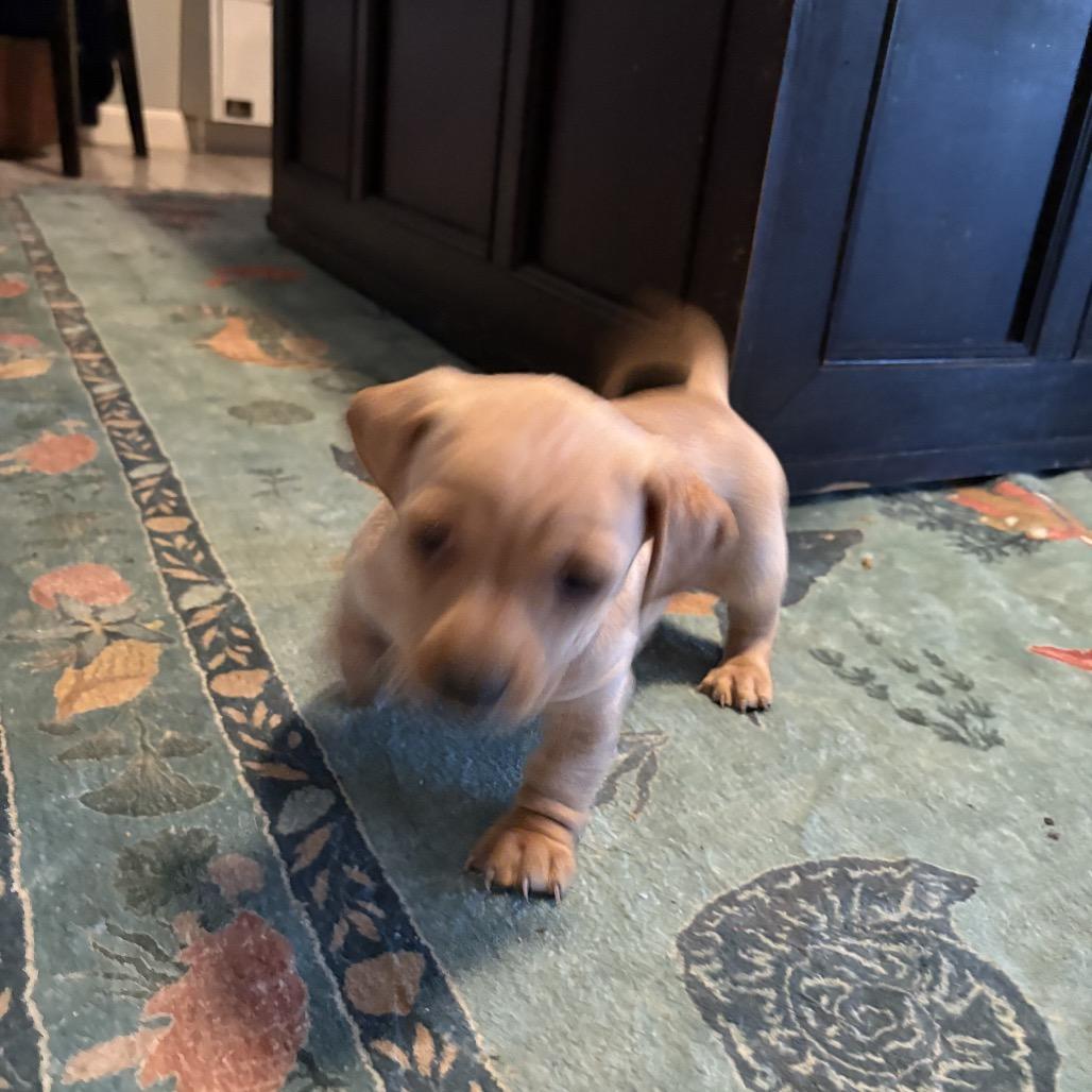 Enlarge Pepper, a Adoptable Dachshund in Lakehead, CA image 4/6