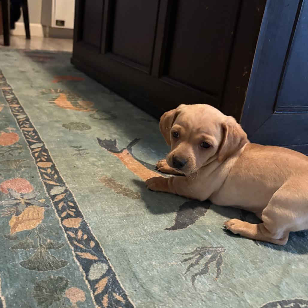 Enlarge Pepper, a Adoptable Dachshund in Lakehead, CA image 6/6