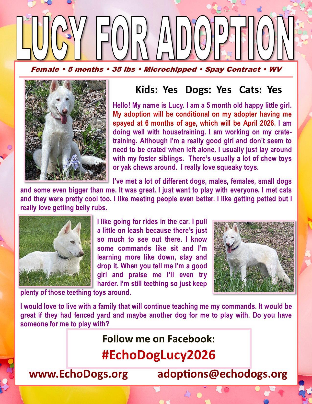 Lucy, Adoptable, Young Female White German Shepherd.