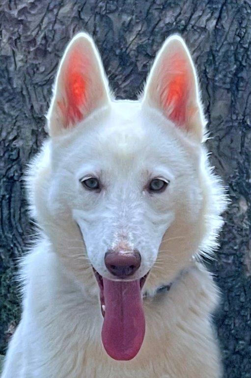 Enlarge Lucy, a Adoptable White German Shepherd in Londonderry, NH image 2/3