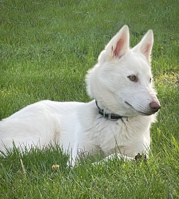 Enlarge Lucy, a Adoptable White German Shepherd in Londonderry, NH image 3/3