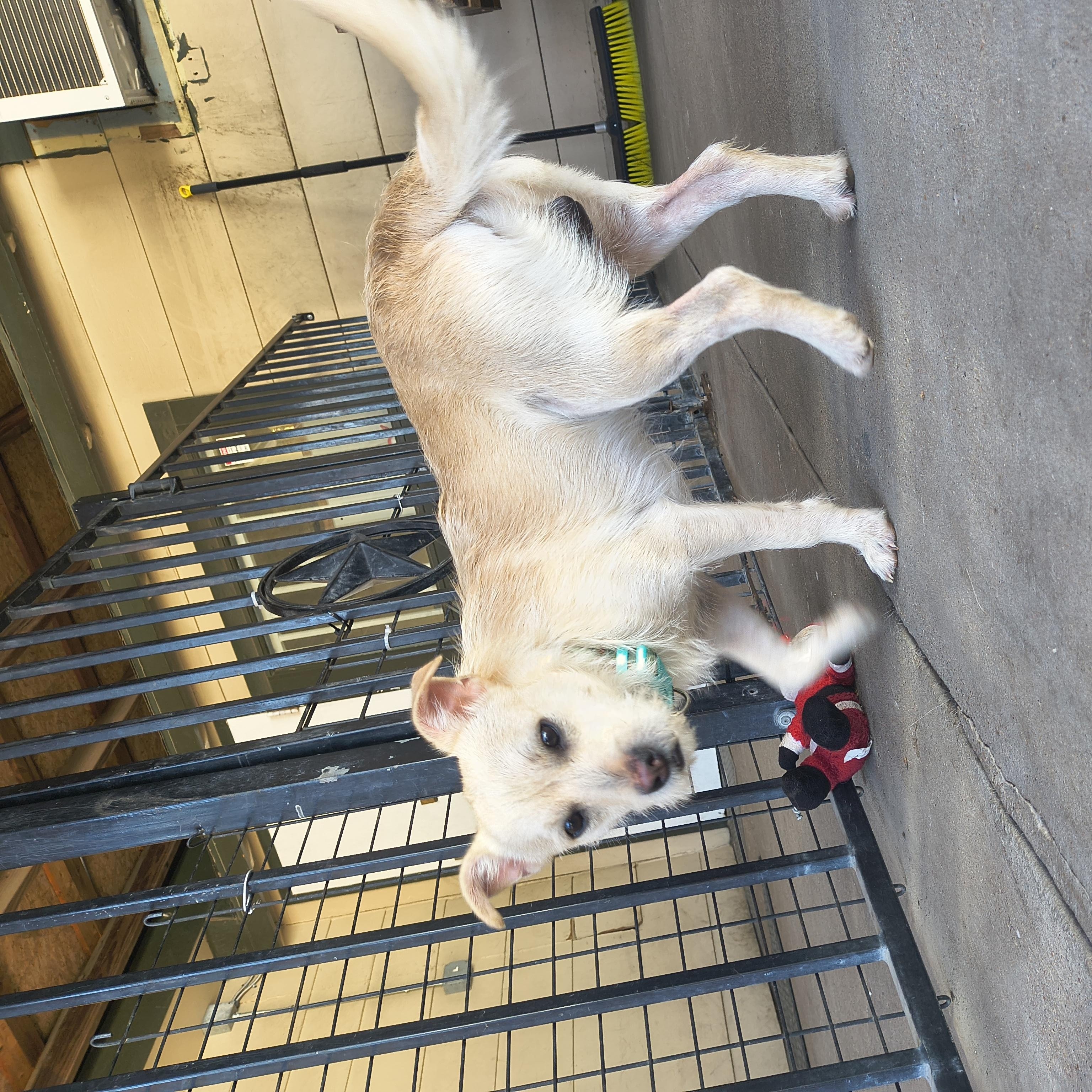 Enlarge Shovel, an adopted Terrier in Plano, TX image 3/6