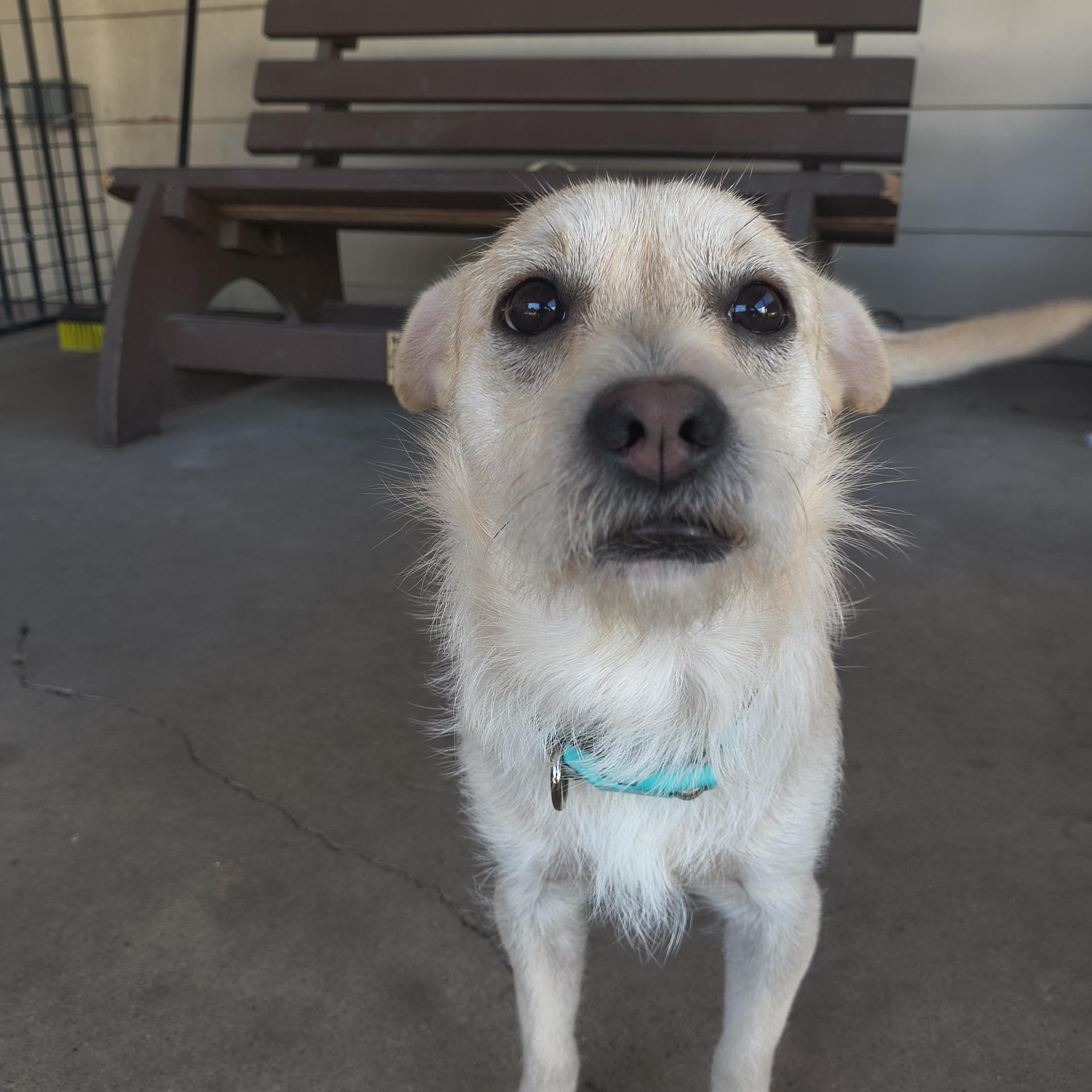 Enlarge Shovel, an adopted Terrier in Plano, TX image 5/6