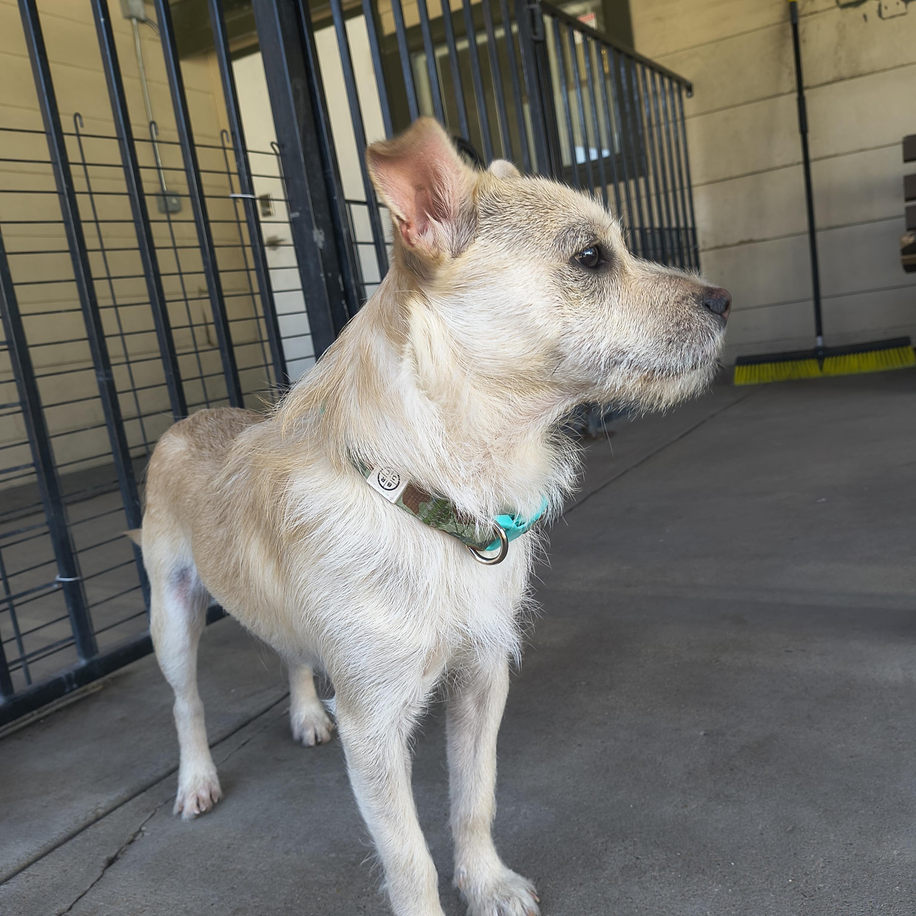 Enlarge Shovel, an adopted Terrier in Plano, TX image 2/6