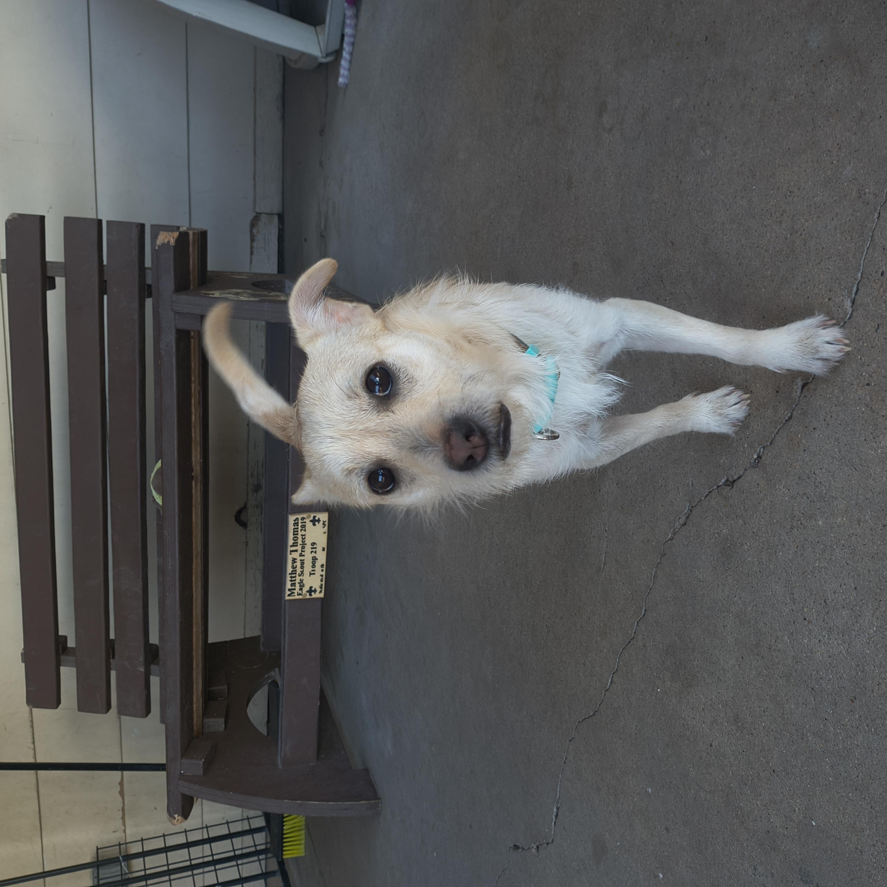Enlarge Shovel, an adopted Terrier in Plano, TX image 6/6