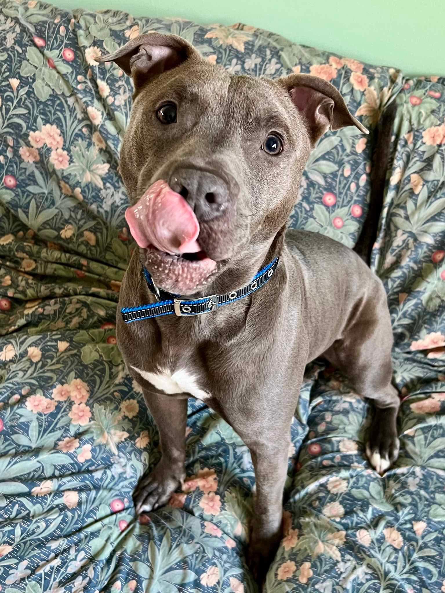 Enlarge Urgent foster needed now! Drago, a Adopted Pit Bull Terrier in Warminster, PA image 3/6