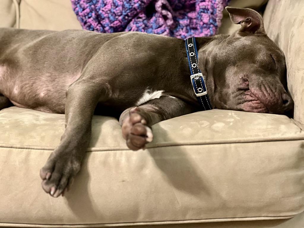 Enlarge Urgent foster needed now! Drago, a Adopted Pit Bull Terrier in Warminster, PA image 5/6