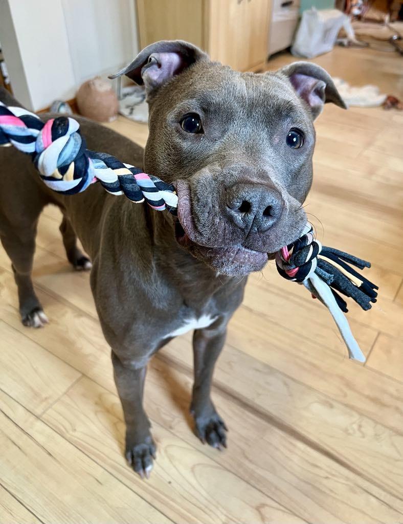 Enlarge Urgent foster needed now! Drago, a Adopted Pit Bull Terrier in Warminster, PA image 1/6