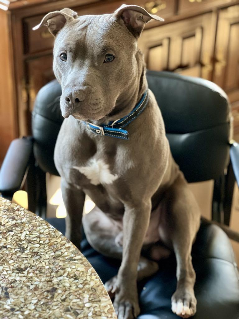 Enlarge Urgent foster needed now! Drago, a Adopted Pit Bull Terrier in Warminster, PA image 6/6