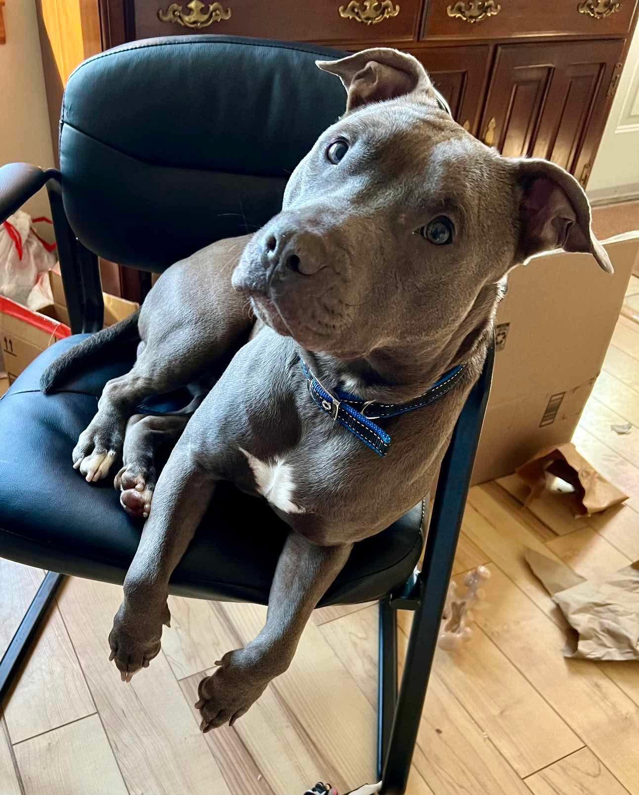 Enlarge Urgent foster needed now! Drago, a Adopted Pit Bull Terrier in Warminster, PA image 2/6