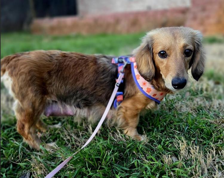 Keeley (Ted Lasso)/Rebecca, Adoptable, Adult Female Dachshund.