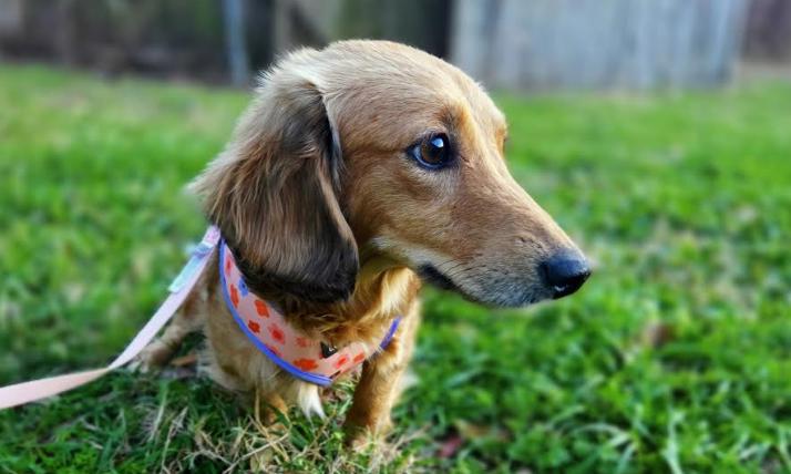 Enlarge Keeley (Ted Lasso)/Rebecca, a Adoptable Dachshund in Arlington, TX image 2/5