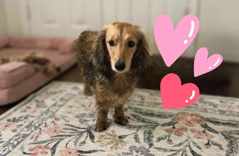 Enlarge Keeley (Ted Lasso)/Rebecca, a Adoptable Dachshund in Arlington, TX image 3/5