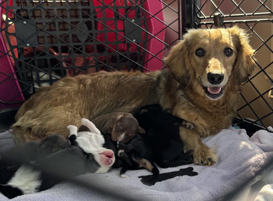 Enlarge Keeley (Ted Lasso)/Rebecca, a Adoptable Dachshund in Arlington, TX image 4/5